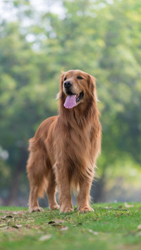 Can you touch your dogs paws 67