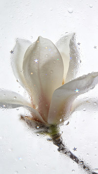 雾窗花屿，星落繁花