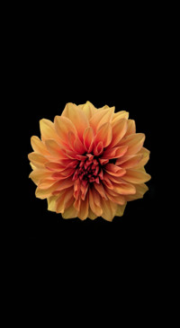 Floral B1 (24)