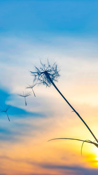 Dandelion seeds fly against the sunset sky