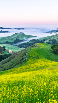 Half a ridge is covered with yellow flowers and a river