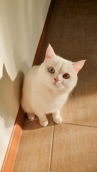 Portrait of a odd-eyed, white British Shorthair cat