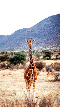 Giraffe on the Samburu Grassland in Kenya, Africa