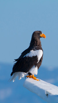 A majestic raptor