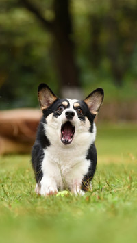 What should a dog do when it shows its owner its teeth