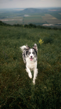 A happy dog border collie running at the camera