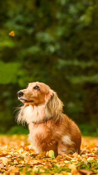 A miniature dachshund that recommends in nature