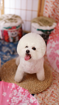 Things dogs hate 14