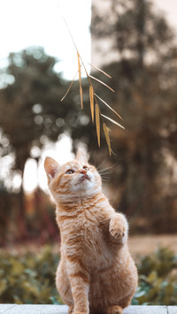 关于猫咪的小秘密