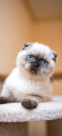 猫咪界的萌主-拍信图库