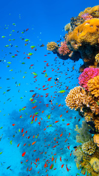 School of tropical fish over the coral reefs in the Red Sea