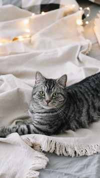 关于猫咪的冷知识