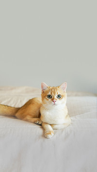 养猫的四大好处