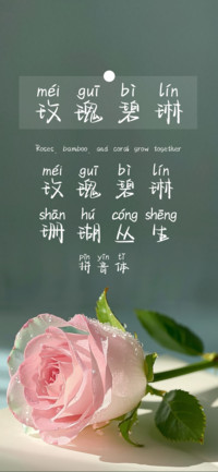 玫瑰碧琳拼音体