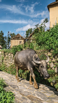Keeping water buffaloes as pets is so soothing