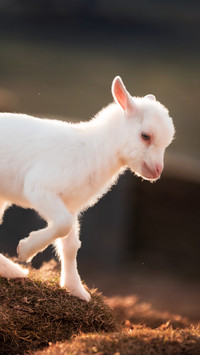 A closeup of a bright sheep on the grassland