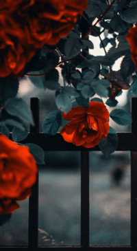 Red Roses (1)