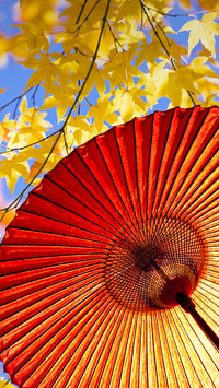 The advantage of maple leaf is not only beautiful 45