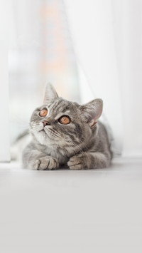 A Scottish gray tabby kitten lies on the floor