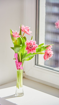 Delicate pink tulips in a vase on the windowsill on a sunny