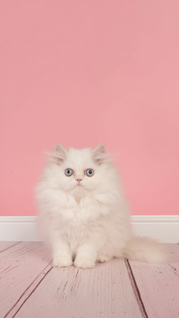 The expression of cats loving you