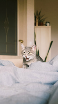 A domestic striped gray the cat walks on the bed and screams