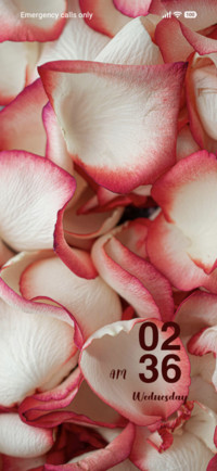 Rose Petals