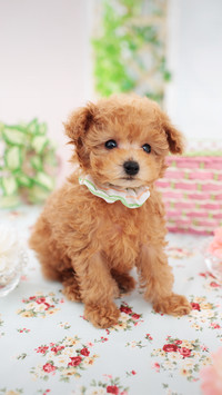 Sticky spirit of the cute pet world 2