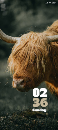 Bull
