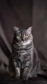 轻松应对猫咪晕车