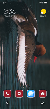 Wild Duck