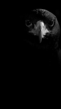 Black Eagle Light