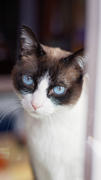 Dogs are loyal ministers and cats are treacherous ministers