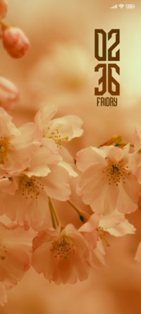 Cherry Blossom