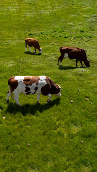 Northwest grassland field cattle herd