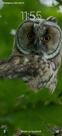 Owl - Nature_3MDS