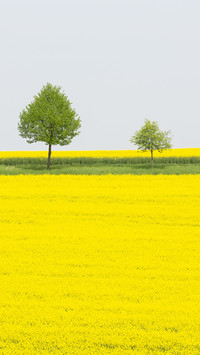 Wide fields