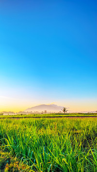 Blue sky field 2