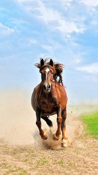 Cold knowledge about horses 2
