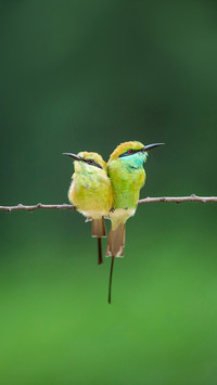 Green bee eater pair in green background