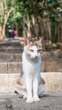 A guide to satisfying cats cravings