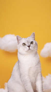 Cat meal pairing techniques