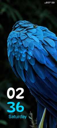colourful macaw