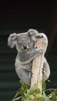 Koala cold knowledge