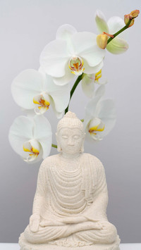 百搭之花蝴蝶兰