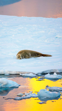 Crabeater seal sleep on a floating ice floe during sunset