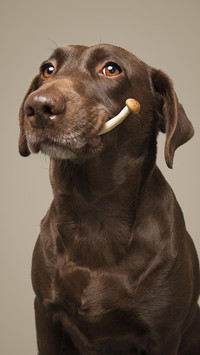 不要养拉布拉多犬？