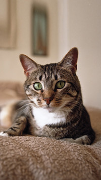 There are differences between owning a cat and a dog 5