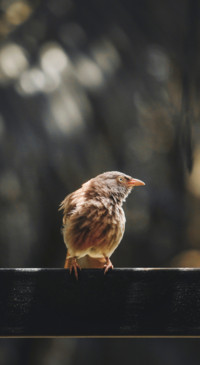 Cute Animals (5)