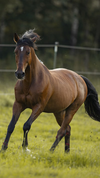 A running castrated horse